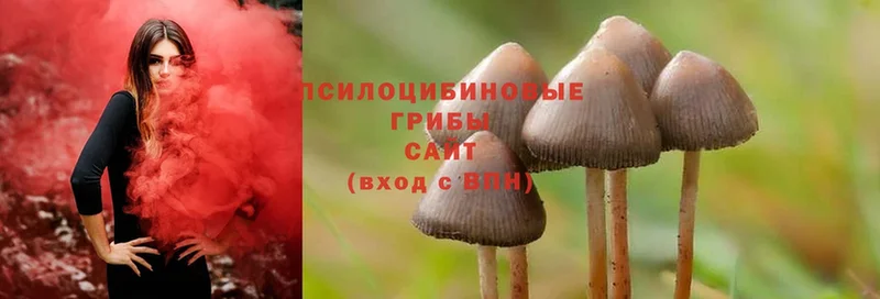 цена   мориарти какой сайт  Галлюциногенные грибы Psilocybine cubensis  Курган 